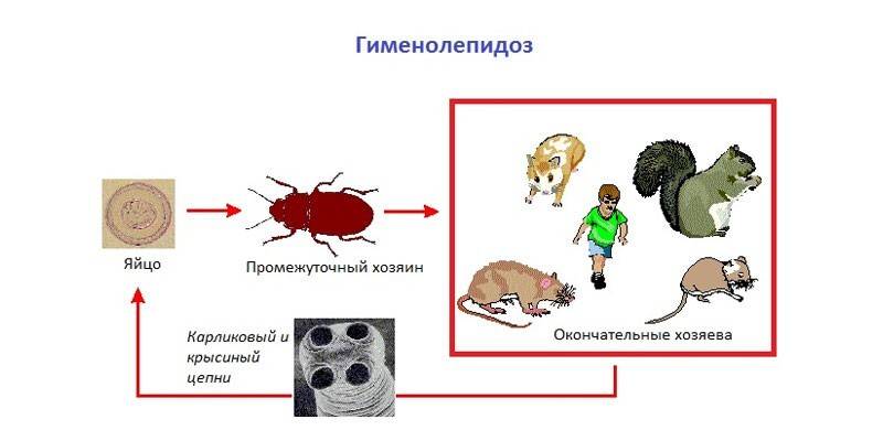 Esquema de himenolepidose