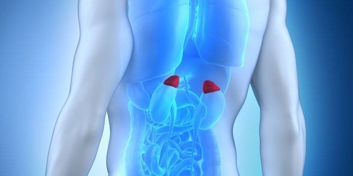 Colocação das glândulas supra-renais no corpo humano
