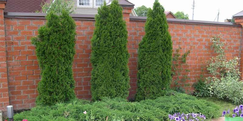 Thuja v krajinnom dizajne