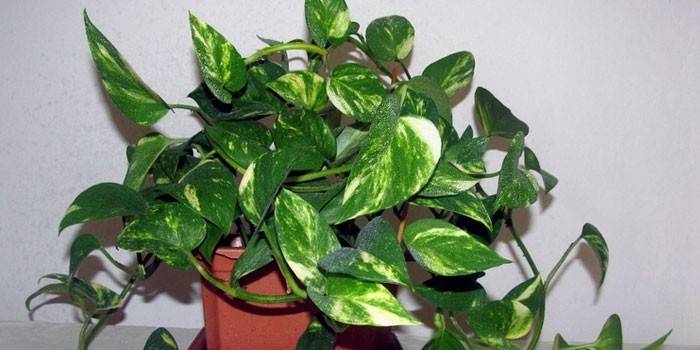 Liana scindapsus