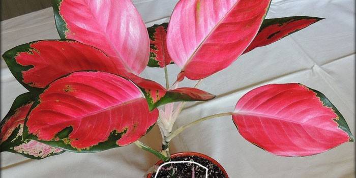 Aglaonema czerwony