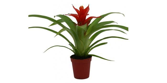 Rastlina Guzmania