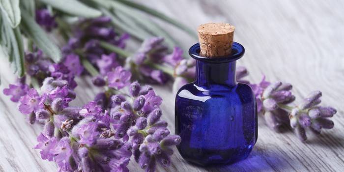 Lavanda
