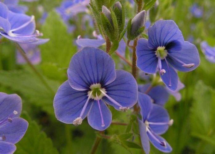 Grama veronica