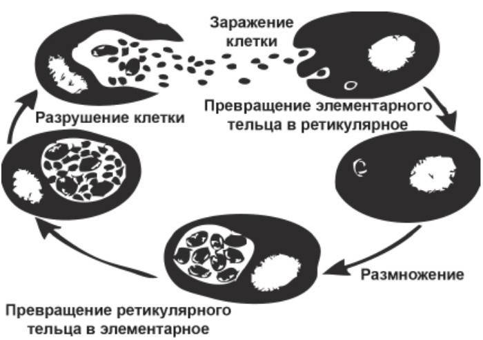 Cykl rozwoju chlamydii