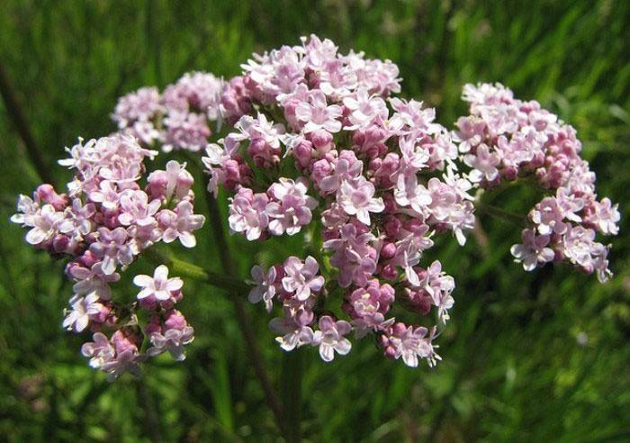 Valeriano officinalis